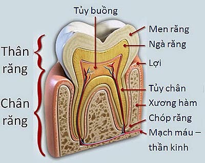 Mô hình cấu trúc bên trong răng