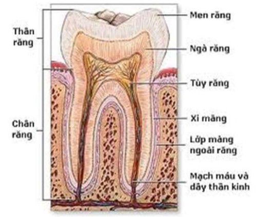 Răng có dấu hiệu xuất hiện mụn mủ dưới chân răng